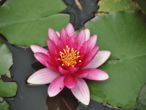 池に咲く満開の睡蓮