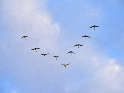 V時飛行する渡り鳥の群れ
