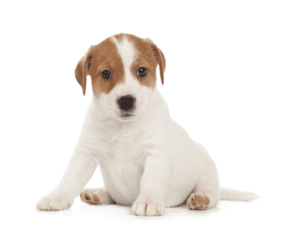 ジャックラッセルテリア　可愛い子犬画像　スムース