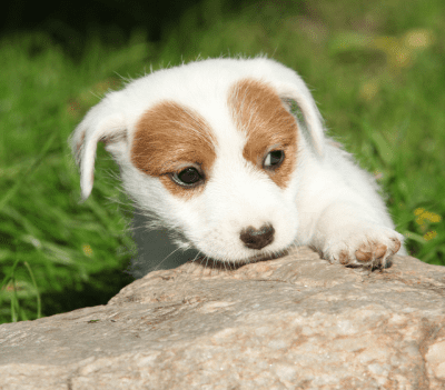 ジャックラッセルテリア　可愛い子犬画像　可愛い子犬画像　ラフ