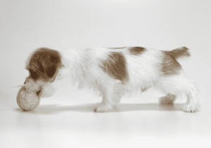 ジャックラッセルテリア　可愛い子犬画像　ブロークン