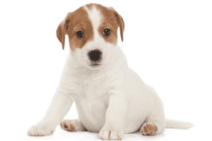 ジャックラッセルテリア　可愛い子犬画像　スムース